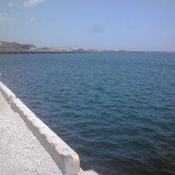 新宮港で小アジ